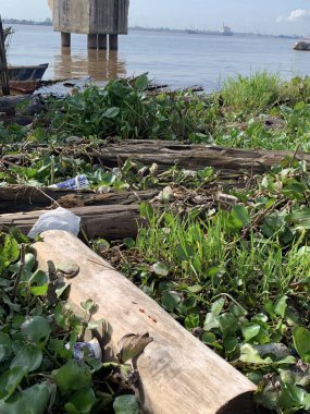 Su sümbülleri, su bitkileri ve çöpler nehirde yüzen organik ve inorganik atık yığınları. Su kirliliği çevre kavramı.