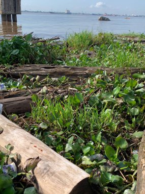 Su sümbülleri, su bitkileri ve çöpler nehirde yüzen organik ve inorganik atık yığınları. Su kirliliği çevre kavramı.