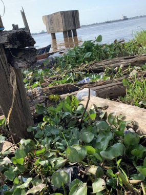 Su sümbülleri, su bitkileri ve çöpler nehirde yüzen organik ve inorganik atık yığınları. Su kirliliği çevre kavramı.