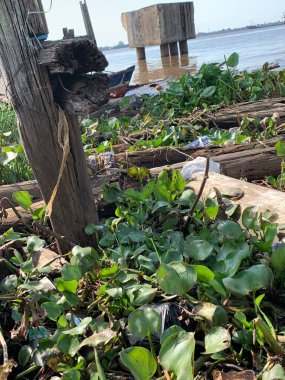 Su sümbülleri, su bitkileri ve çöpler nehirde yüzen organik ve inorganik atık yığınları. Su kirliliği çevre kavramı.