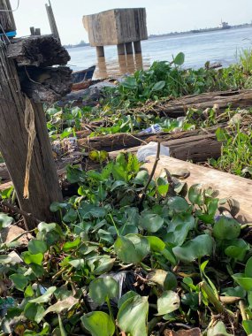 Su sümbülleri, su bitkileri ve çöpler nehirde yüzen organik ve inorganik atık yığınları. Su kirliliği çevre kavramı.