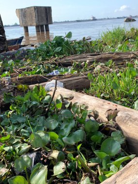 Su sümbülleri, su bitkileri ve çöpler nehirde yüzen organik ve inorganik atık yığınları. Su kirliliği çevre kavramı.