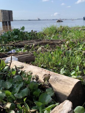 Su sümbülleri, su bitkileri ve çöpler nehirde yüzen organik ve inorganik atık yığınları. Su kirliliği çevre kavramı.