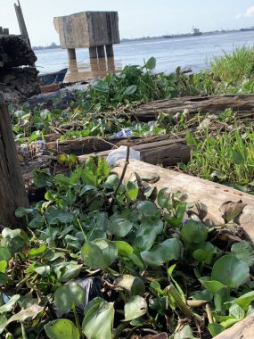 Su sümbülleri, su bitkileri ve çöpler nehirde yüzen organik ve inorganik atık yığınları. Su kirliliği çevre kavramı.