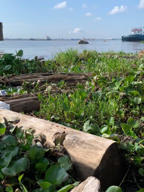 Su sümbülleri, su bitkileri ve çöpler nehirde yüzen organik ve inorganik atık yığınları. Su kirliliği çevre kavramı.