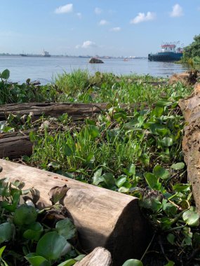 Su sümbülleri, su bitkileri ve çöpler nehirde yüzen organik ve inorganik atık yığınları. Su kirliliği çevre kavramı.