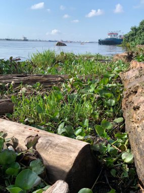 Su sümbülleri, su bitkileri ve çöpler nehirde yüzen organik ve inorganik atık yığınları. Su kirliliği çevre kavramı.