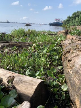 Su sümbülleri, su bitkileri ve çöpler nehirde yüzen organik ve inorganik atık yığınları. Su kirliliği çevre kavramı.