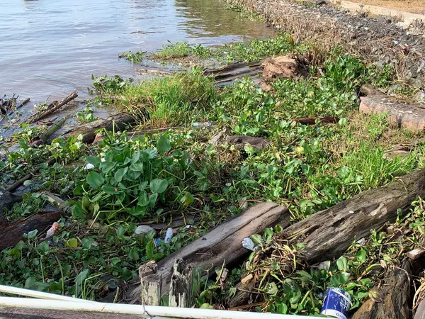 Su sümbülleri, su bitkileri ve çöpler nehirde yüzen organik ve inorganik atık yığınları. Su kirliliği çevre kavramı.