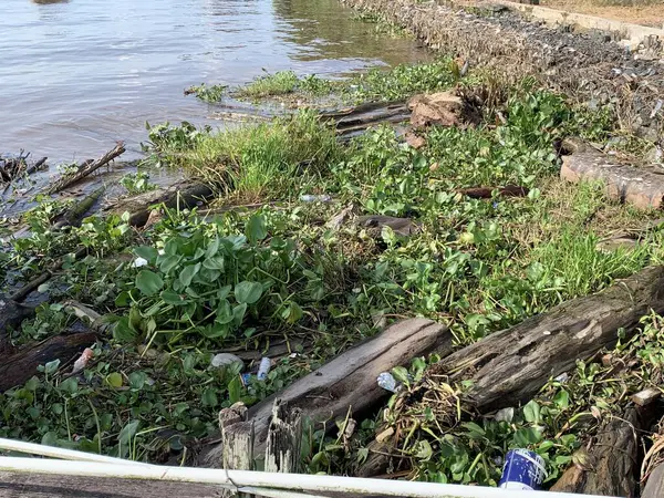 Su sümbülleri, su bitkileri ve çöpler nehirde yüzen organik ve inorganik atık yığınları. Su kirliliği çevre kavramı.