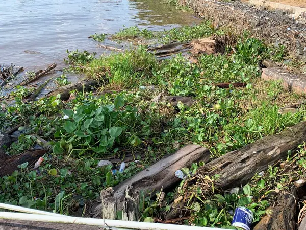 Su sümbülleri, su bitkileri ve çöpler nehirde yüzen organik ve inorganik atık yığınları. Su kirliliği çevre kavramı.
