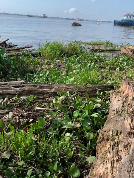 Su sümbülleri, su bitkileri ve çöpler nehirde yüzen organik ve inorganik atık yığınları. Su kirliliği çevre kavramı.