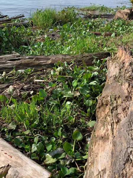 Su sümbülleri, su bitkileri ve çöpler nehirde yüzen organik ve inorganik atık yığınları. Su kirliliği çevre kavramı.