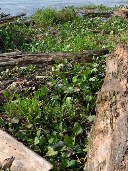 Su sümbülleri, su bitkileri ve çöpler nehirde yüzen organik ve inorganik atık yığınları. Su kirliliği çevre kavramı.