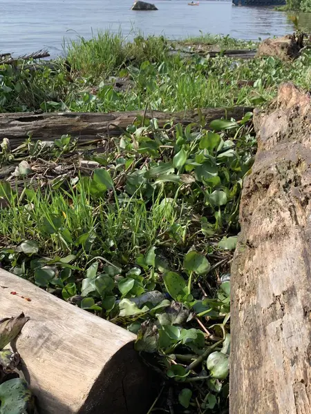 Su sümbülleri, su bitkileri ve çöpler nehirde yüzen organik ve inorganik atık yığınları. Su kirliliği çevre kavramı.