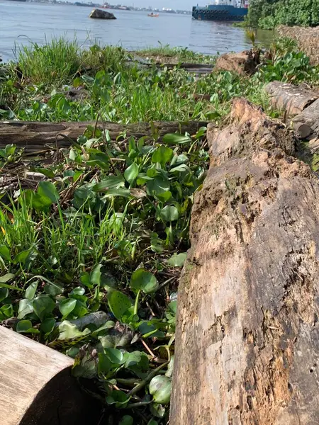 Su sümbülleri, su bitkileri ve çöpler nehirde yüzen organik ve inorganik atık yığınları. Su kirliliği çevre kavramı.