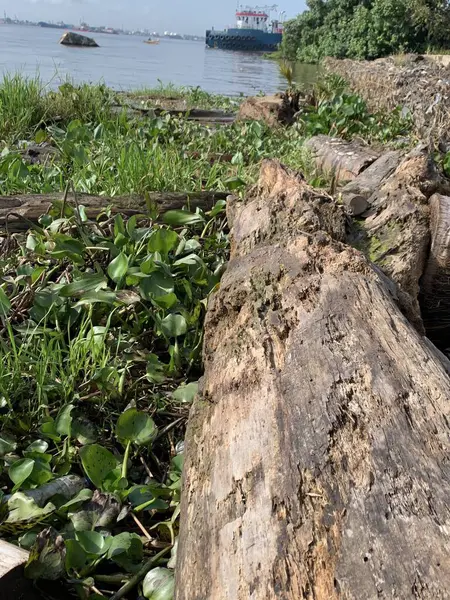Su sümbülleri, su bitkileri ve çöpler nehirde yüzen organik ve inorganik atık yığınları. Su kirliliği çevre kavramı.