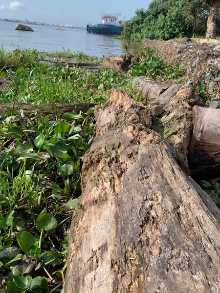 Su sümbülleri, su bitkileri ve çöpler nehirde yüzen organik ve inorganik atık yığınları. Su kirliliği çevre kavramı.