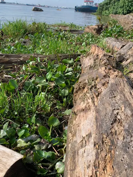 Su sümbülleri, su bitkileri ve çöpler nehirde yüzen organik ve inorganik atık yığınları. Su kirliliği çevre kavramı.