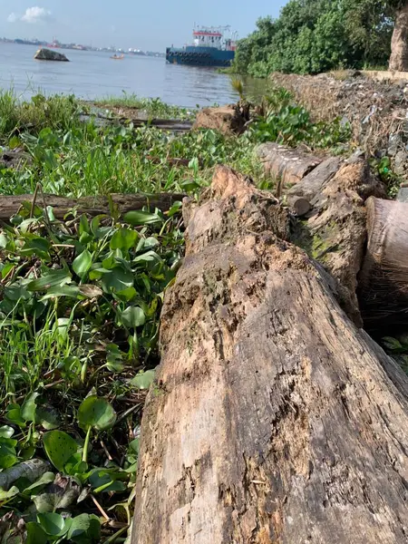 Su sümbülleri, su bitkileri ve çöpler nehirde yüzen organik ve inorganik atık yığınları. Su kirliliği çevre kavramı.