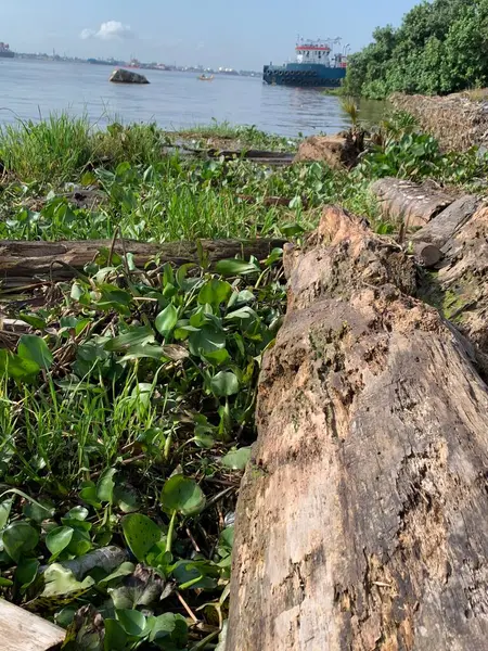 Su sümbülleri, su bitkileri ve çöpler nehirde yüzen organik ve inorganik atık yığınları. Su kirliliği çevre kavramı.