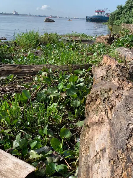 Su sümbülleri, su bitkileri ve çöpler nehirde yüzen organik ve inorganik atık yığınları. Su kirliliği çevre kavramı.