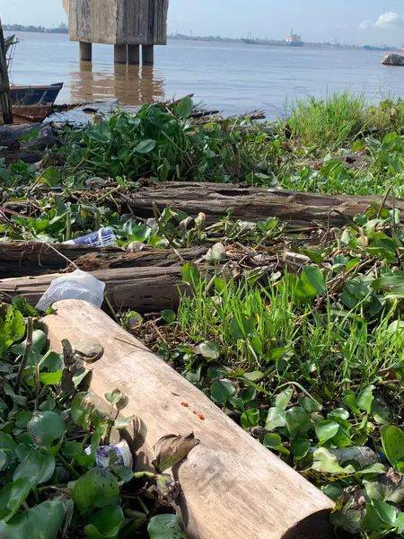 Su sümbülleri, su bitkileri ve çöpler nehirde yüzen organik ve inorganik atık yığınları. Su kirliliği çevre kavramı.