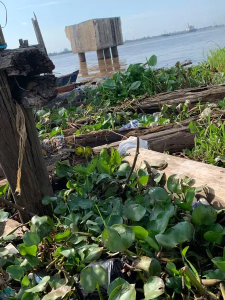 Su sümbülleri, su bitkileri ve çöpler nehirde yüzen organik ve inorganik atık yığınları. Su kirliliği çevre kavramı.