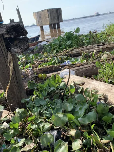 Su sümbülleri, su bitkileri ve çöpler nehirde yüzen organik ve inorganik atık yığınları. Su kirliliği çevre kavramı.