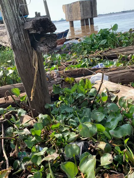 Su sümbülleri, su bitkileri ve çöpler nehirde yüzen organik ve inorganik atık yığınları. Su kirliliği çevre kavramı.