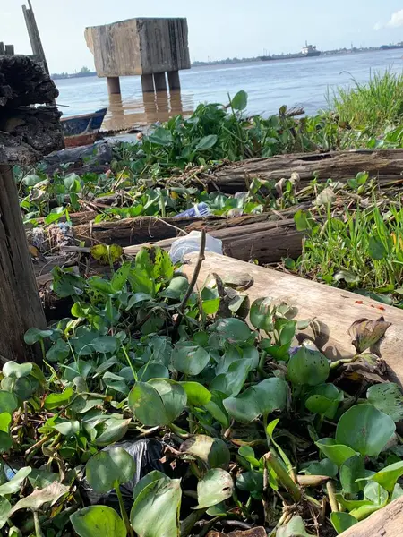 Su sümbülleri, su bitkileri ve çöpler nehirde yüzen organik ve inorganik atık yığınları. Su kirliliği çevre kavramı.