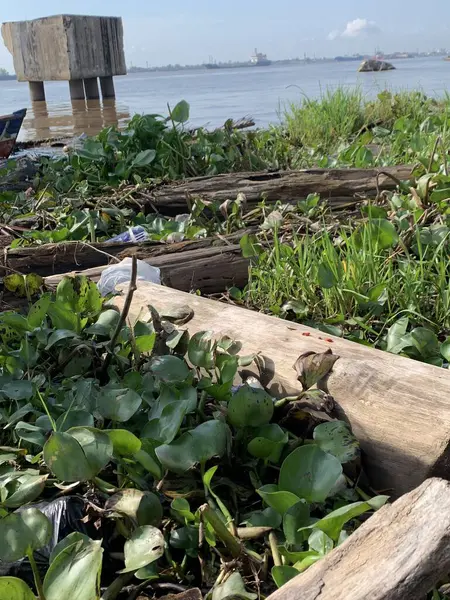 Su sümbülleri, su bitkileri ve çöpler nehirde yüzen organik ve inorganik atık yığınları. Su kirliliği çevre kavramı.