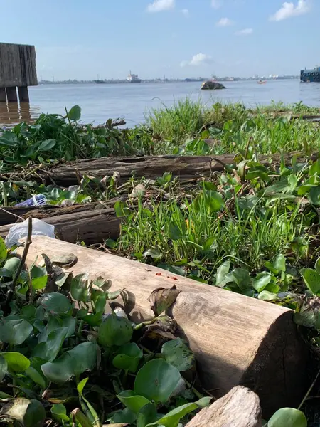 Su sümbülleri, su bitkileri ve çöpler nehirde yüzen organik ve inorganik atık yığınları. Su kirliliği çevre kavramı.