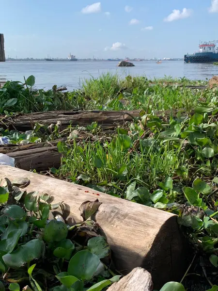 Su sümbülleri, su bitkileri ve çöpler nehirde yüzen organik ve inorganik atık yığınları. Su kirliliği çevre kavramı.
