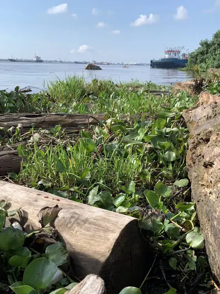 Su sümbülleri, su bitkileri ve çöpler nehirde yüzen organik ve inorganik atık yığınları. Su kirliliği çevre kavramı.