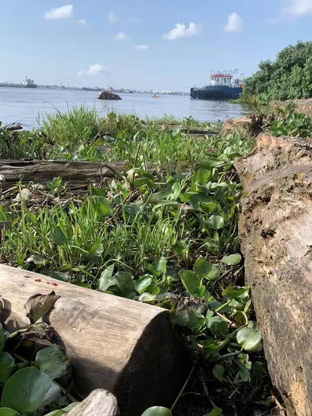 Su sümbülleri, su bitkileri ve çöpler nehirde yüzen organik ve inorganik atık yığınları. Su kirliliği çevre kavramı.