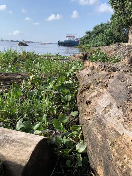 Su sümbülleri, su bitkileri ve çöpler nehirde yüzen organik ve inorganik atık yığınları. Su kirliliği çevre kavramı.