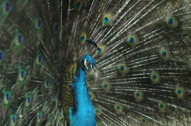 Pavo ailesinin kuş türleri kriterleri. Görkemli Tavus kuşu Ayrıntılı Görünüm Başlığı ve Boyun canlı mavi renkler sunar. Zümrüt rengi tüyler. Yanardöner tüyler tamamen çiçek açar.