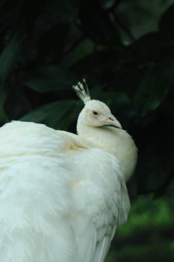 Tür kuşları Pavo cristatus mut. alba. Görkemli Tavus kuşu Ayrıntılı Görünüm Başlığı ve Boyun canlı beyaz renkler sunar. Zümrüt rengi tüyler. Yanardöner tüyler tamamen çiçek açar.