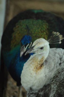 Tür kuşları Pavo cristatus mut. alba. Görkemli Tavus kuşu Ayrıntılı Görünüm Başlığı ve Boyun canlı beyaz renkler sunar. Zümrüt rengi tüyler. Yanardöner tüyler tamamen çiçek açar.