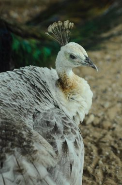 Tür kuşları Pavo cristatus mut. alba. Görkemli Tavus kuşu Ayrıntılı Görünüm Başlığı ve Boyun canlı beyaz renkler sunar. Zümrüt rengi tüyler. Yanardöner tüyler tamamen çiçek açar.