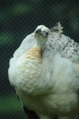Tür kuşları Pavo cristatus mut. alba. Görkemli Tavus kuşu Ayrıntılı Görünüm Başlığı ve Boyun canlı beyaz renkler sunar. Zümrüt rengi tüyler. Yanardöner tüyler tamamen çiçek açar.