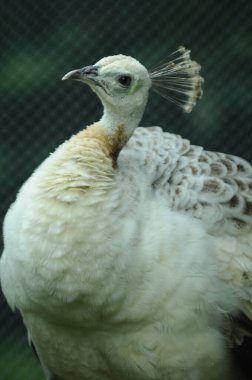Tür kuşları Pavo cristatus mut. alba. Görkemli Tavus kuşu Ayrıntılı Görünüm Başlığı ve Boyun canlı beyaz renkler sunar. Zümrüt rengi tüyler. Yanardöner tüyler tamamen çiçek açar.