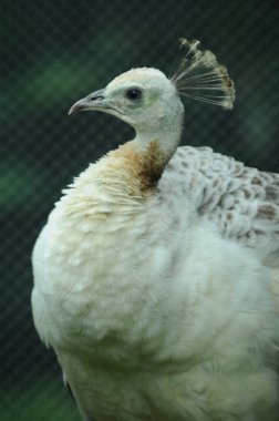 Tür kuşları Pavo cristatus mut. alba. Görkemli Tavus kuşu Ayrıntılı Görünüm Başlığı ve Boyun canlı beyaz renkler sunar. Zümrüt rengi tüyler. Yanardöner tüyler tamamen çiçek açar.