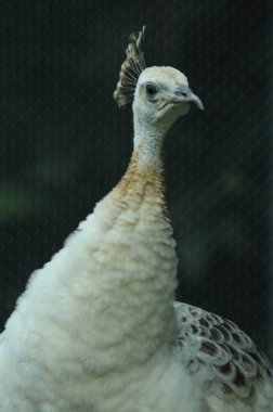 Tür kuşları Pavo cristatus mut. alba. Görkemli Tavus kuşu Ayrıntılı Görünüm Başlığı ve Boyun canlı beyaz renkler sunar. Zümrüt rengi tüyler. Yanardöner tüyler tamamen çiçek açar.