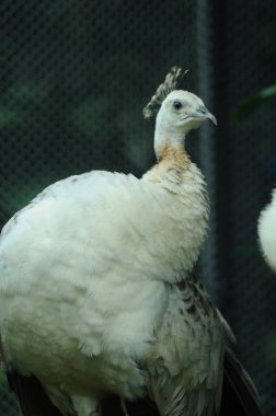 Tür kuşları Pavo cristatus mut. alba. Görkemli Tavus kuşu Ayrıntılı Görünüm Başlığı ve Boyun canlı beyaz renkler sunar. Zümrüt rengi tüyler. Yanardöner tüyler tamamen çiçek açar.
