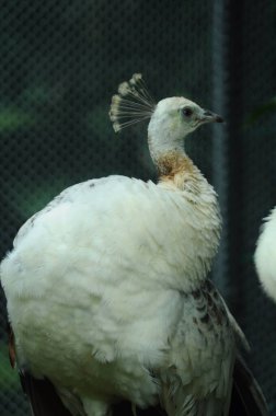 Tür kuşları Pavo cristatus mut. alba. Görkemli Tavus kuşu Ayrıntılı Görünüm Başlığı ve Boyun canlı beyaz renkler sunar. Zümrüt rengi tüyler. Yanardöner tüyler tamamen çiçek açar.