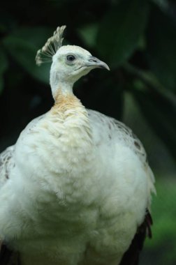 Tür kuşları Pavo cristatus mut. alba. Görkemli Tavus kuşu Ayrıntılı Görünüm Başlığı ve Boyun canlı beyaz renkler sunar. Zümrüt rengi tüyler. Yanardöner tüyler tamamen çiçek açar.