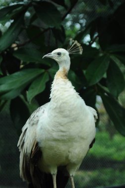 Tür kuşları Pavo cristatus mut. alba. Görkemli Tavus kuşu Ayrıntılı Görünüm Başlığı ve Boyun canlı beyaz renkler sunar. Zümrüt rengi tüyler. Yanardöner tüyler tamamen çiçek açar.