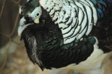 Chrysolophus pictus ailesinin türleri. Altın renkli Çin gökkuşağı sülünü Ayrıntılı Görünüm Başı ve Boyun canlı altın renkler sergiliyor sarı tüyler parlak tüyler sergiliyor